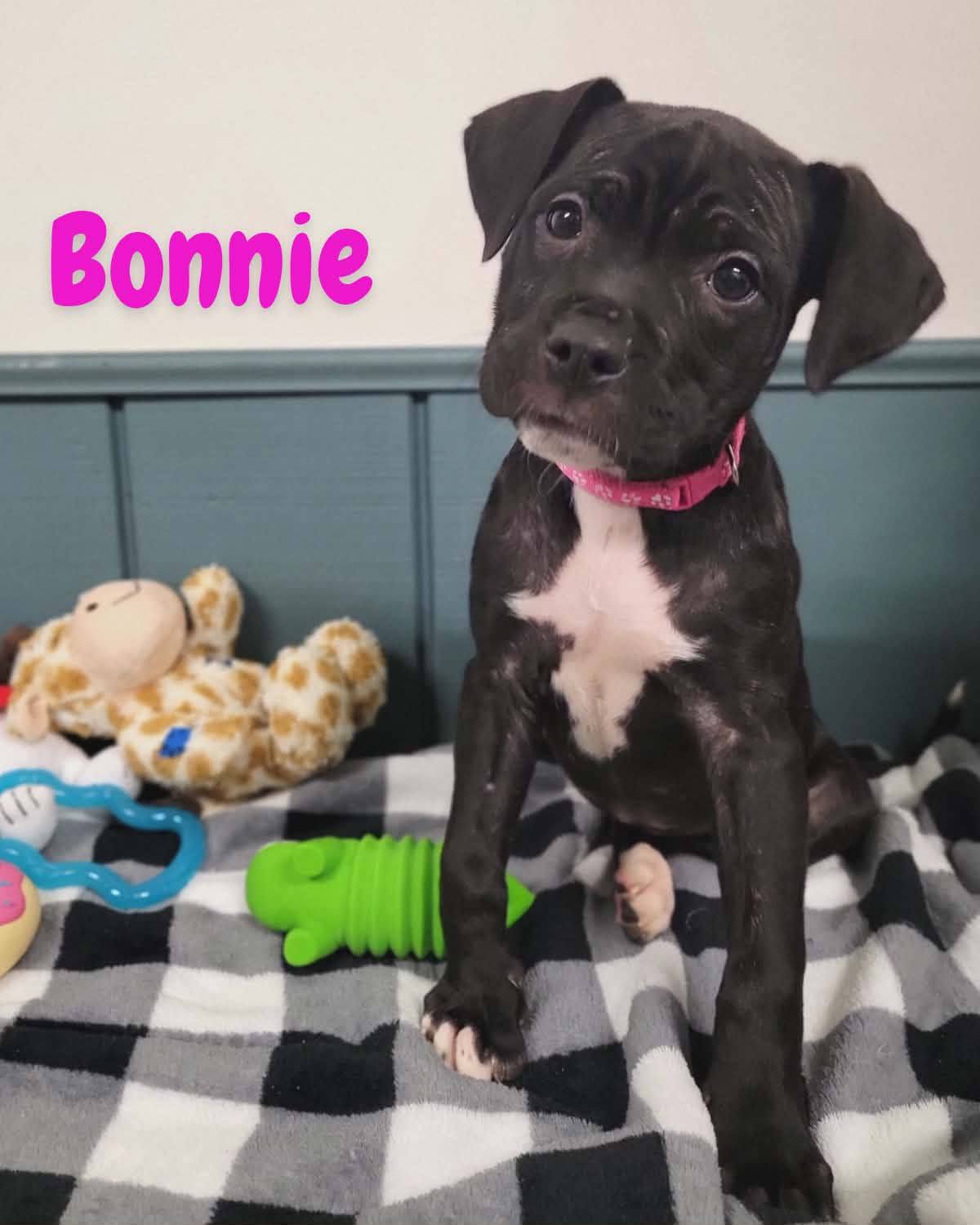bonnie
